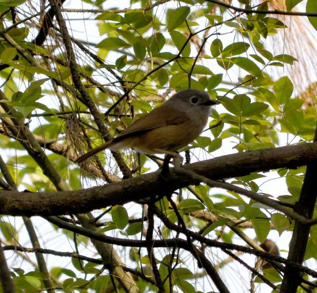 grey cheeked fulvetta